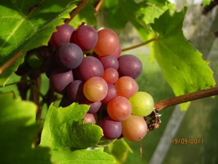 gallery_71323_5141_53065.jpg