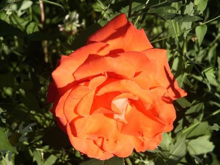 gallery_75927_5150_128626.jpg