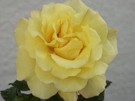 gallery_75927_5150_19918.jpg