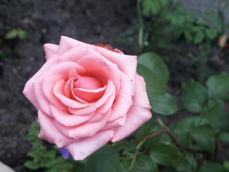 gallery_75927_5150_26608.jpg
