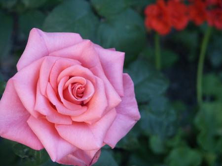 gallery_75927_5150_80846.jpg