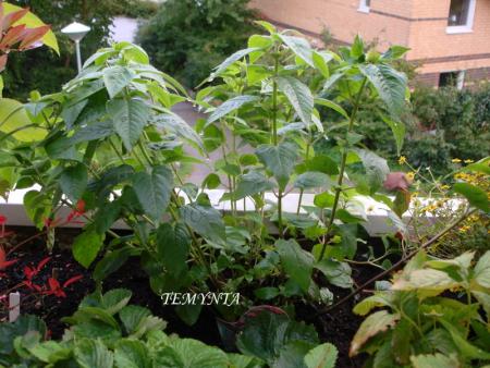 gallery_8559_5153_61622.jpg
