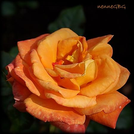 gallery_26356_5184_16067.jpg