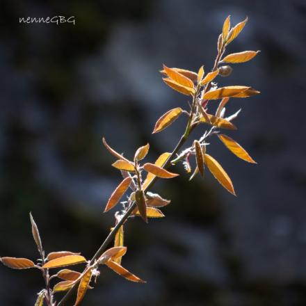 gallery_26356_5184_165653.jpg
