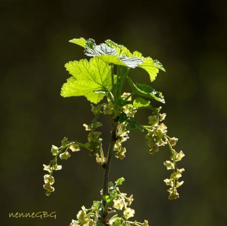 gallery_26356_5184_50511.jpg