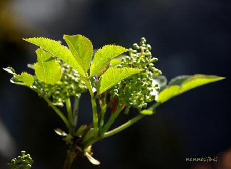 gallery_26356_5184_96811.jpg