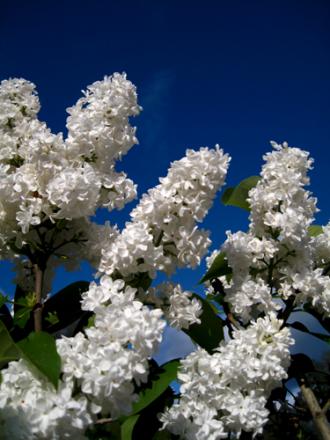 gallery_71323_5141_180954.jpg