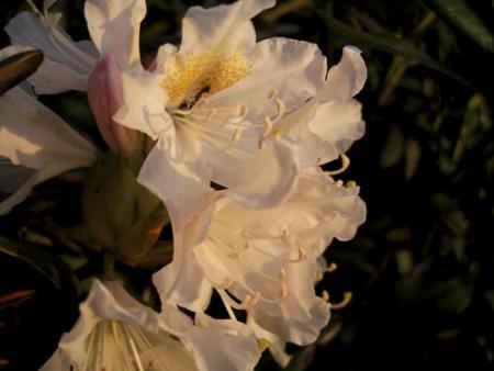 gallery_71323_5141_29054.jpg