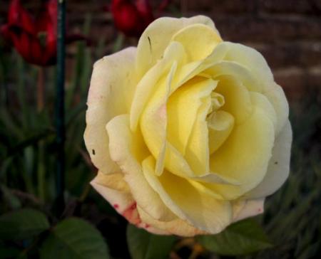 gallery_71323_5141_30166.jpg