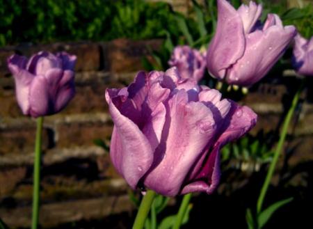 gallery_71323_5141_3849.jpg
