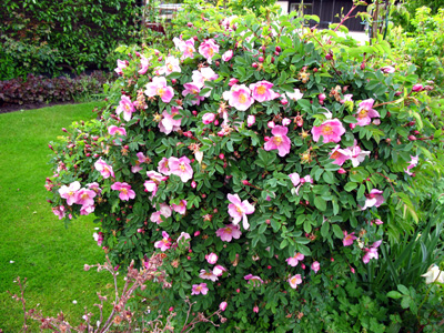 gallery_276_1640_124432.jpg