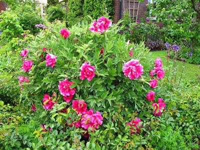 gallery_276_3515_67234.jpg