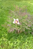 gallery_71358_5199_184.jpg