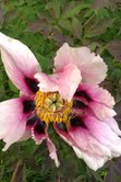 gallery_71358_5199_2347.jpg