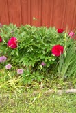 gallery_71358_5199_5777.jpg
