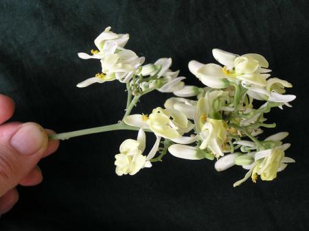 gallery_22570_5191_130034.jpg