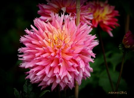 gallery_26356_5184_72016.jpg