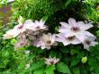 tn_gallery_276_1322_1549.jpg