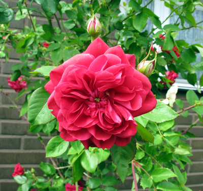 gallery_276_1250_89944.jpg