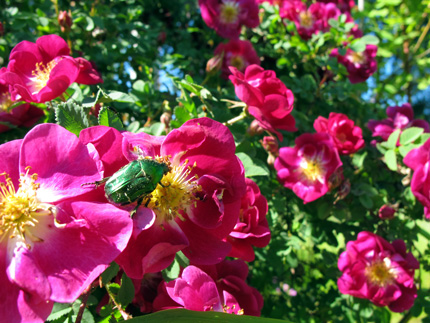 gallery_276_1640_95811.jpg
