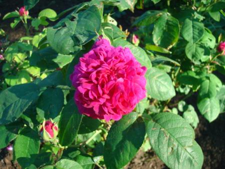 gallery_12789_5192_43407.jpg