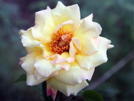 gallery_70079_5214_15414.jpg