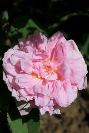 gallery_70079_5214_20623.jpg