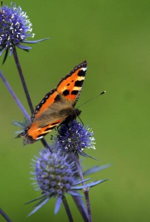 gallery_70079_5214_31855.jpg