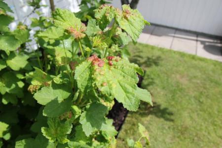 gallery_71835_5218_56729.jpg