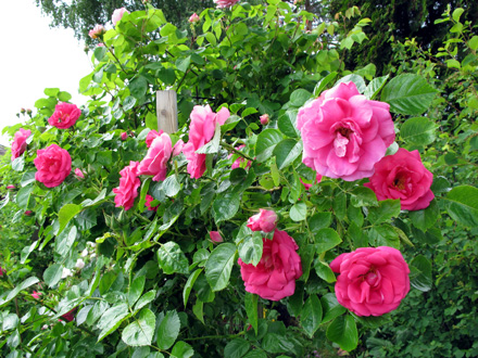 gallery_276_1250_57268.jpg
