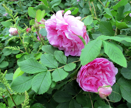 gallery_276_1271_85512.jpg