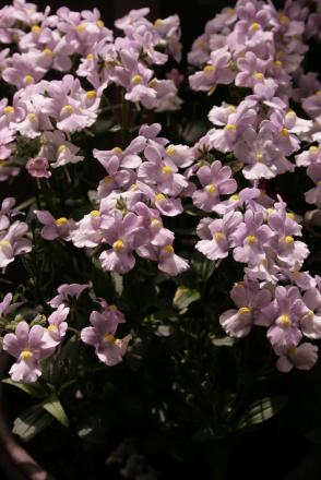 gallery_76336_5198_40613.jpg