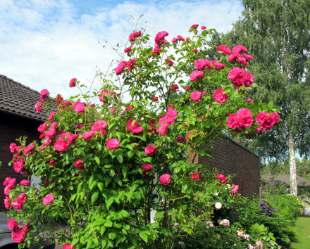 gallery_276_1250_69886.jpg