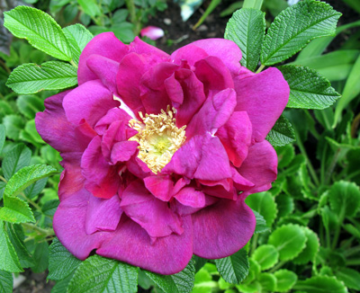 gallery_276_1645_20460.jpg