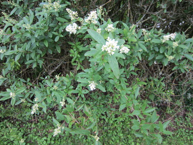 gallery_76511_5240_49689.jpg