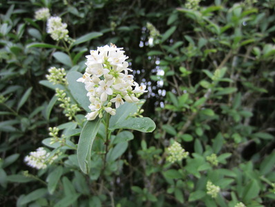 gallery_76511_5240_6054.jpg