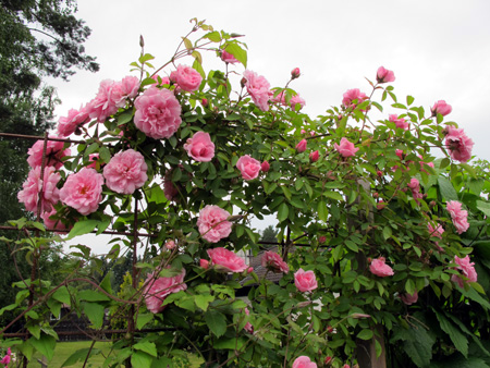 gallery_276_1250_15978.jpg