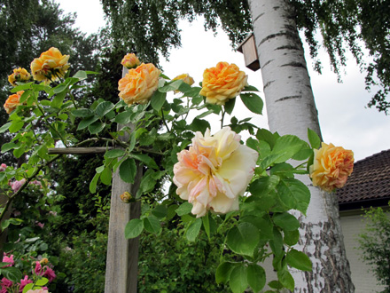 gallery_276_1250_30731.jpg