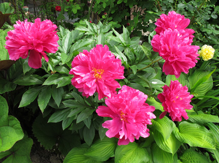 gallery_276_3515_75029.jpg