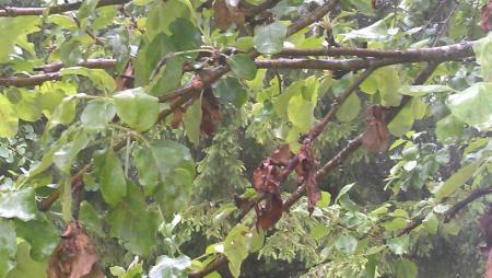 gallery_126_5252_58356.jpg