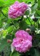 tn_gallery_276_1250_3184.jpg