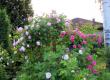 tn_gallery_276_1250_80736.jpg