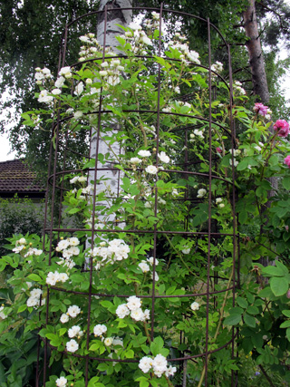 gallery_276_1250_28781.jpg
