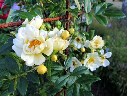 gallery_276_1250_67142.jpg