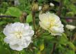 tn_gallery_276_1250_6636.jpg