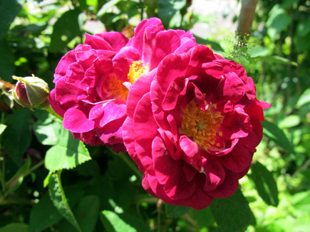 gallery_276_1637_61050.jpg
