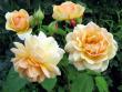 tn_gallery_276_1247_32346.jpg