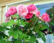 tn_gallery_276_1250_3324.jpg