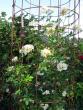 tn_gallery_276_1250_41058.jpg