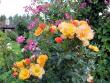 tn_gallery_276_1328_108197.jpg